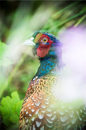 simsearch:6102-08169004,k - Pheasant Stock Photo - Premium Royalty-Free, Code: 6102-08384190