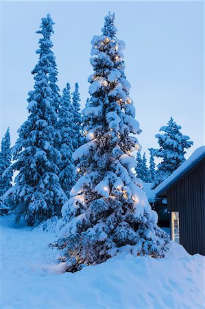 Illuminated tree at winter Photographie de stock - Premium Libres de Droits, Code: 6102-08384202