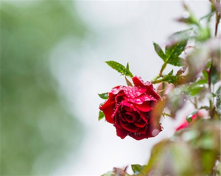 fresh flowers for water drops - Close-up of red rose Foto de stock - Sin royalties Premium, Código: 6102-08384323