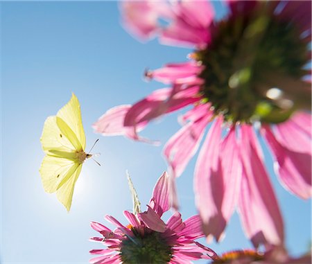 papillon - Butterfly near flowers Photographie de stock - Premium Libres de Droits, Code: 6102-08384477