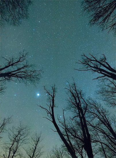 Trees against starry sky Photographie de stock - Premium Libres de Droits, Le code de l’image : 6102-08384479