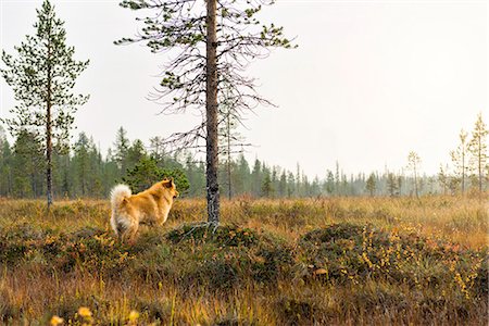 dog and outdoors - Dog looking away Stock Photo - Premium Royalty-Free, Code: 6102-08384484