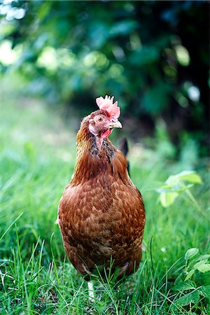 rooster - Hen standing in field Photographie de stock - Premium Libres de Droits, Code: 6102-08384598