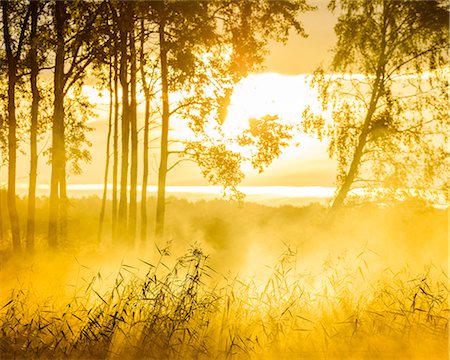 sweden nobody - Silhouettes of grass and trees Stock Photo - Premium Royalty-Free, Code: 6102-08388025