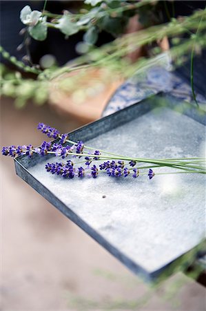 Lavenders on tray Photographie de stock - Premium Libres de Droits, Code: 6102-08388208