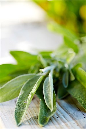 sauge - Sage leaves Photographie de stock - Premium Libres de Droits, Code: 6102-08388317