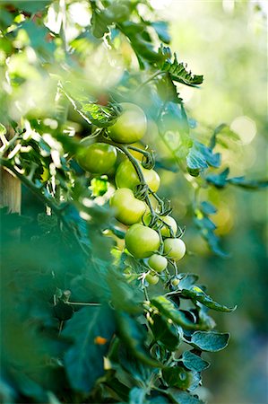 simsearch:6102-06337059,k - Green tomatoes growing Foto de stock - Sin royalties Premium, Código: 6102-08388321