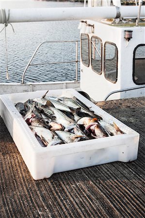 simsearch:6102-08271125,k - Dead fish in container Stock Photo - Premium Royalty-Free, Code: 6102-08329654