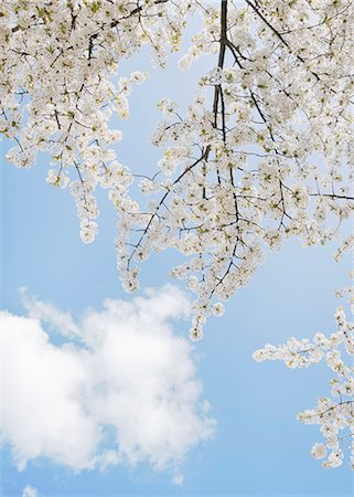 simsearch:6102-08120996,k - Blossoming branches against sky Photographie de stock - Premium Libres de Droits, Code: 6102-08329947