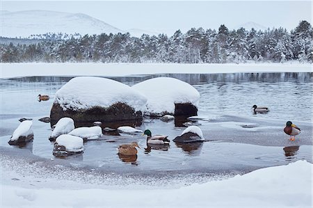 female mallard in snow - Mallard ducks on winter lake Stock Photo - Premium Royalty-Free, Code: 6102-08480767