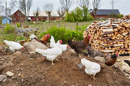 Hens Photographie de stock - Premium Libres de Droits, Code: 6102-08480777