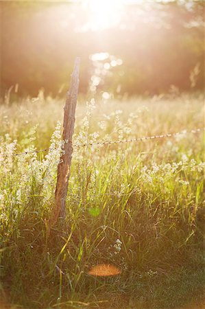 fil barbelé - Old fence at sunny day Photographie de stock - Premium Libres de Droits, Code: 6102-08480866