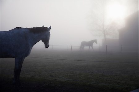simsearch:6102-08480932,k - Horses on pasture Foto de stock - Royalty Free Premium, Número: 6102-08480891