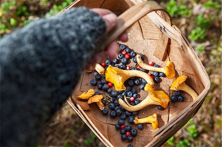 Child hand holding basket with berries and chanterelles Stock Photo - Premium Royalty-Free, Code: 6102-08480920
