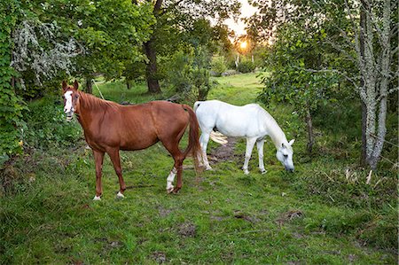 eating (animals eating) - Horses grazing Stock Photo - Premium Royalty-Free, Code: 6102-08480921