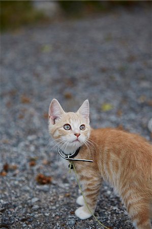 simsearch:6102-08481179,k - Ginger kitten Photographie de stock - Premium Libres de Droits, Code: 6102-08481062