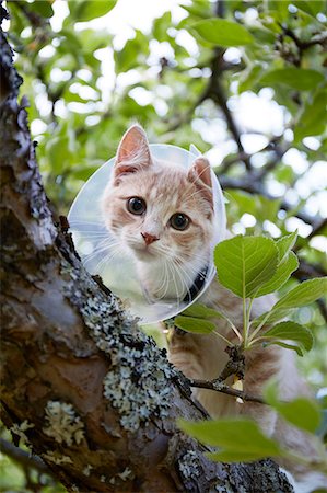 simsearch:6102-08748643,k - Cat wearing medical cone collar on tree Foto de stock - Royalty Free Premium, Número: 6102-08481068