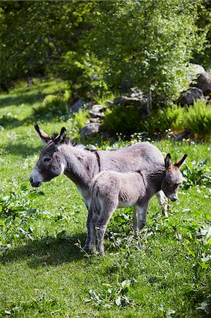 simsearch:400-05216685,k - Donkeys on pasture Stock Photo - Premium Royalty-Free, Code: 6102-08481070