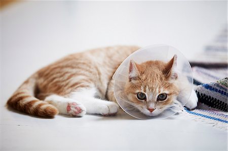 simsearch:6102-03859153,k - Cat wearing medical cone collar Stock Photo - Premium Royalty-Free, Code: 6102-08481077