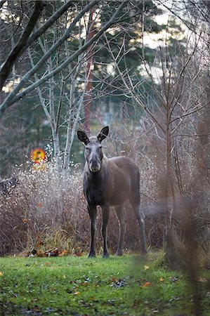 elks sweden - Elk Stock Photo - Premium Royalty-Free, Code: 6102-08481074