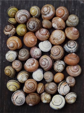 escargot - Shells on grey background Photographie de stock - Premium Libres de Droits, Code: 6102-08481081