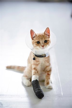 domestic cat - Cat wearing medical cone collar Stock Photo - Premium Royalty-Free, Code: 6102-08481085