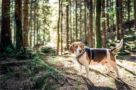 Dog in forest Photographie de stock - Premium Libres de Droits, Code: 6102-08481092