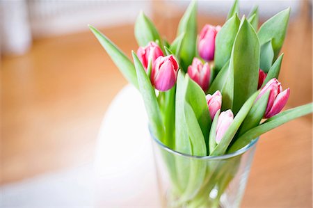 simsearch:6102-08001027,k - Tulips in vase Fotografie stock - Premium Royalty-Free, Codice: 6102-08481268