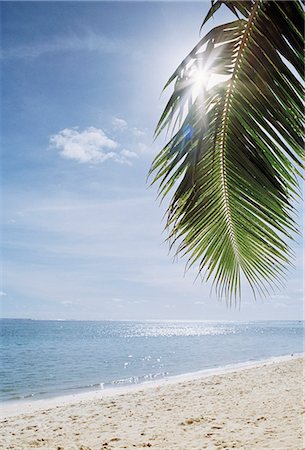 Sandy beach and palm leaf Foto de stock - Sin royalties Premium, Código: 6102-08481215