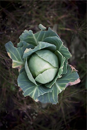 simsearch:6102-08942324,k - Overhead view of cabbage Stockbilder - Premium RF Lizenzfrei, Bildnummer: 6102-08481363