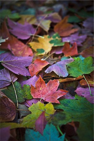simsearch:6102-08542316,k - Colorful autumn leaves Foto de stock - Sin royalties Premium, Código: 6102-08481362
