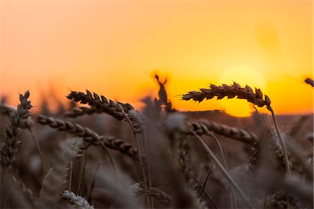 Wheat in field at sunset Stock Photo - Premium Royalty-Free, Code: 6102-08481333