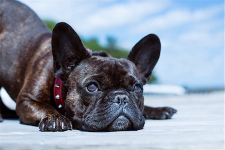 france - Close-up view of dog Foto de stock - Sin royalties Premium, Código: 6102-08481505