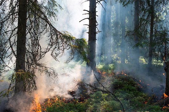 Burning forest with smoke Stock Photo - Premium Royalty-Free, Image code: 6102-08481509