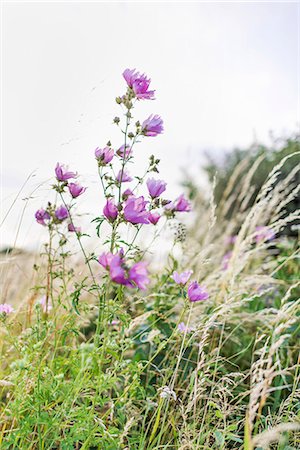simsearch:400-04879625,k - Purple flowers in meadow Photographie de stock - Premium Libres de Droits, Code: 6102-08542040