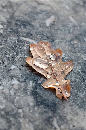 simsearch:6102-07602477,k - Water drops on autumn leaf Foto de stock - Sin royalties Premium, Código: 6102-08542179