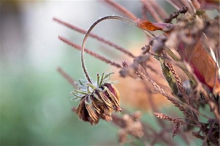 dry (no longer wet) - Close-up view of dried flower Stock Photo - Premium Royalty-Free, Code: 6102-08542184