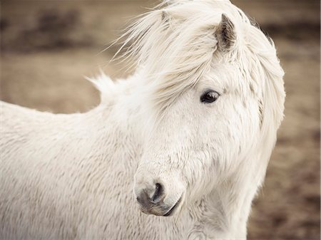 Portrait of white horse Photographie de stock - Premium Libres de Droits, Code: 6102-08542126