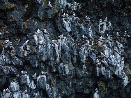 Birds on cliff Photographie de stock - Premium Libres de Droits, Code: 6102-08542128