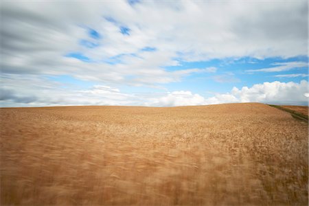 photo of cereal cultivation - Rural landscape on cloudy day Stock Photo - Premium Royalty-Free, Code: 6102-08542273