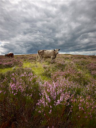 simsearch:6102-03748647,k - Cattle in pasture Stockbilder - Premium RF Lizenzfrei, Bildnummer: 6102-08559076