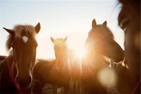 simsearch:6102-08995217,k - Icelandic horses in evening light Foto de stock - Royalty Free Premium, Número: 6102-08559082