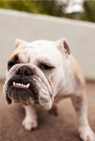simsearch:6102-07521553,k - Portrait of grumpy bulldog Photographie de stock - Premium Libres de Droits, Code: 6102-08559089