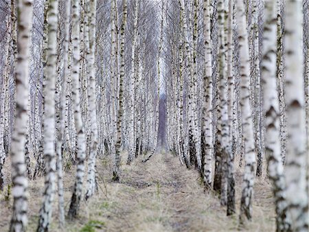 Birch forest Photographie de stock - Premium Libres de Droits, Code: 6102-08559003