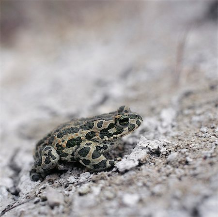 spotted frog - Frog, close-up Stock Photo - Premium Royalty-Free, Code: 6102-08559183