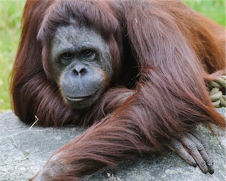 simsearch:6102-08169004,k - Orangutan looking at camera Stock Photo - Premium Royalty-Free, Code: 6102-08559241