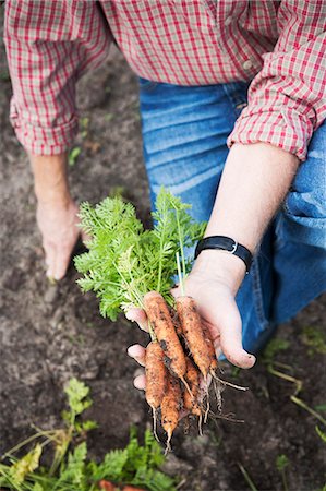 simsearch:6102-08942324,k - Hand holding carrots Foto de stock - Sin royalties Premium, Código: 6102-08559255