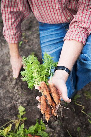 simsearch:6102-07521619,k - Hand holding carrots Foto de stock - Sin royalties Premium, Código: 6102-08559255