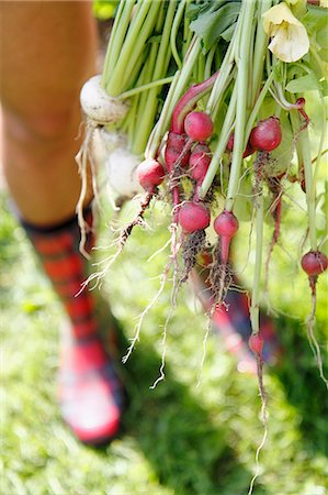 simsearch:6102-07602631,k - Woman in checked wellingtons holding radish, Norrbotten, Sweden Fotografie stock - Premium Royalty-Free, Codice: 6102-08559286