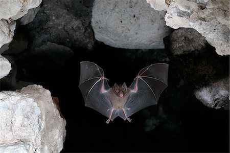 Bat flying in cave, Belize Foto de stock - Sin royalties Premium, Código: 6102-08559289